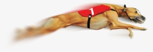 Greyhound Raceslearn More - Greyhound Dog Race Png