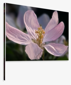 Apple Blossom In Our Garden - Artist