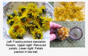 I Find This Tea Almost Tasteless, Which Is Probably - Dandelion Flower Tea