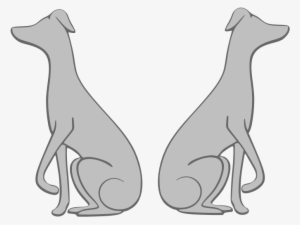 Italian Greyhound - Dog