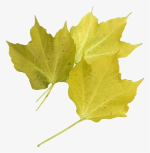 Isolated, Yellow Maple Leaf, Nature, Autumn Colours - Still Life With Scarlet Leaves And A Painted Rock Journal