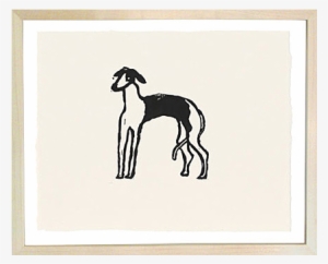 Greyhound - Whippet