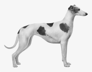 Polish Greyhound - Headshot - Polish Greyhound