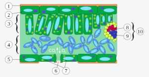 Anatomia Folha - Transverse Section Of Leaf