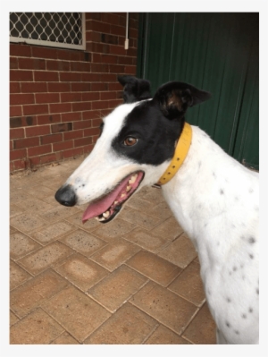 Photo Of Bling - Magyar Agár