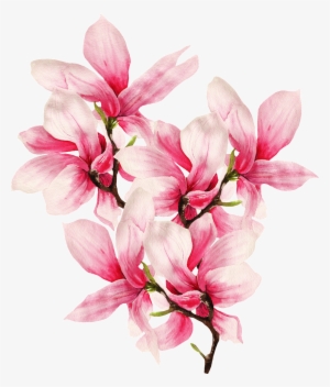 Hand Painted Delicate Magnolia Flower Png Transparent