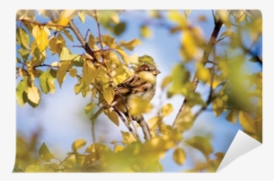 Sparrow Bird Hideout In Autumn Trees Wall Mural • Pixers® - House Sparrow