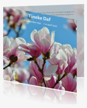 Moderne Rouwkaart Met Roze Magnolia - Flower