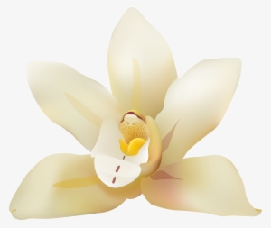 Magnolia Flower Png