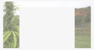 1200px Background Ad With 120px Top Margin Cannabis - Grass