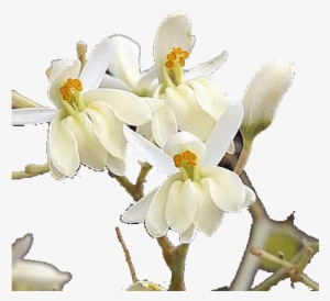 Moringa Flowers Use In Traditional Medicine - Flowers