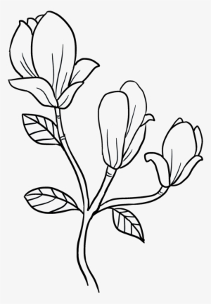 Easy Drawing Guides On Twitter - Magnolia