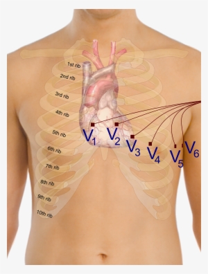 Precordial Leads In Ecg - Ecg For Beginners [book]