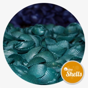 Coloured - Sportswear