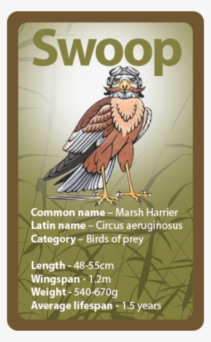 More About Marsh Harriers - Squadron Leader