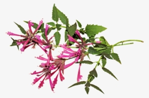 Aniseed, Flower, Herb, Stem, Plant - Anise