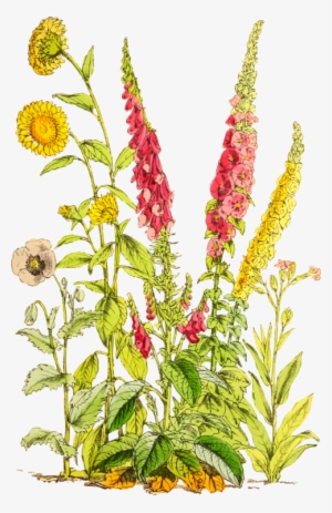 Flower Botany Plant Stem Herbalism Leaf - Clip Art