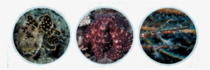 Image - Stony Coral