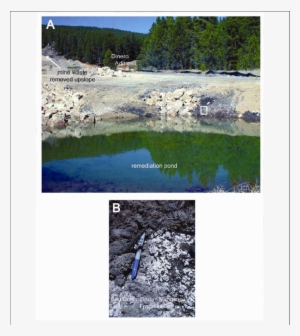 Photo Of Remediation Pond, 2003, After The Removal - Tree