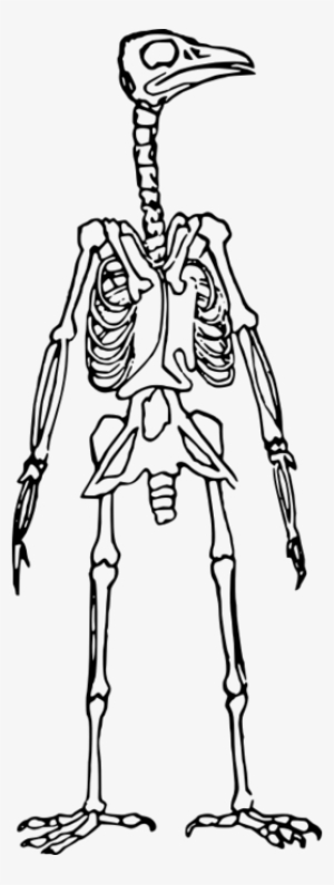 Bird Skeleton Clipart Bird Skeleton Clip Art - Esqueleto De Pajaro Dibujo