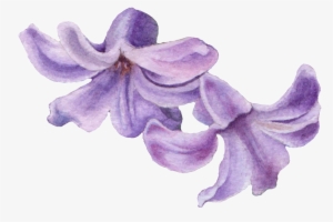 Two Hyacinth Png Transparent - Hyacinth