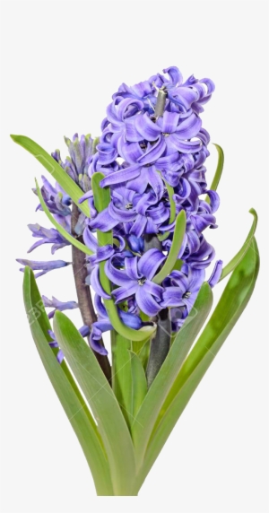 Hyacinth