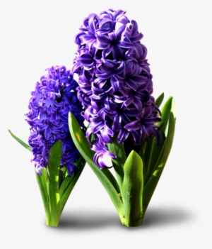 Hyacinth Flowers Png Transparent Background - Transparent Hyacinth