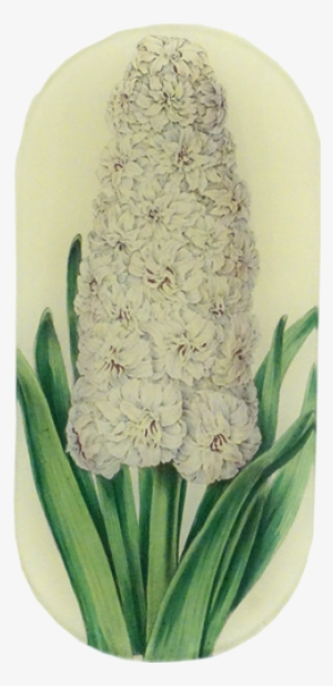 Hyacinth Anna Maria - Hyacinth