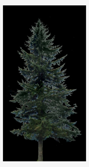 Pine Tree Big - Pine