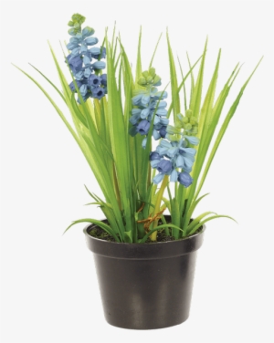 Hyacinth Bush In Planter, Blue • - Bristol