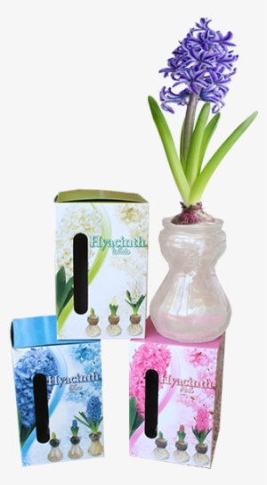 325091 Hyacinth Op Glas Per 24 - Grape Hyacinth