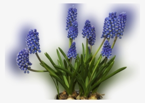 Color Palette Ideas From Plant Flower Hyacinth Image - Grape Hyacinth