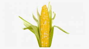 Corn Png Transparent Images - Single Corn On The Cob