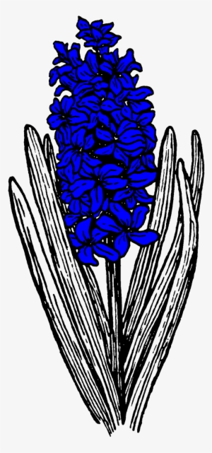 Hyacinths In Flower In The Pell Wall Garden - Hyacinth Line Art