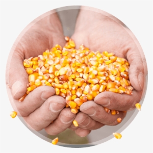 Opportunity For Improved Grain Quality - Maize