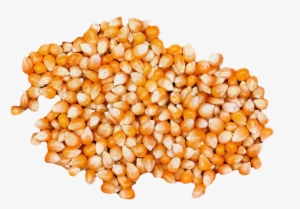 Cracked Maize - Corn Popcorn