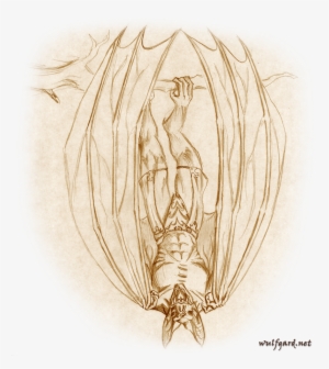 Vampire Beastman - Circle