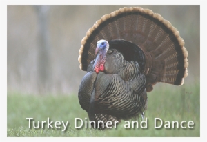 Post Navigation - Thanksgiving Turkey Bird