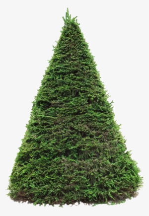 Spruce Png - Spruce