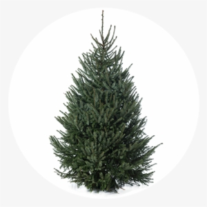 Picea Omorika - Fresh Cut Fraser Fir