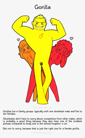 Gorilla Humoncomics - Com - Animal Lives Compared To Humans