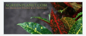 Green Planet Logo Transparent 375×375 - Macrocystis