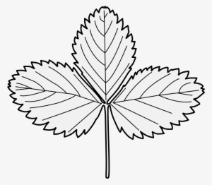 3 Strawberry Leaves - Strawberry Leaves Black And White