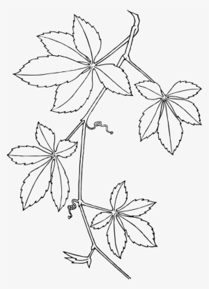 How To Set Use Virginia Creeper Icon Png - Plant Creeper Coloring Pages