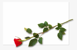 Free Photo Driven Celebration Placecard Invitation - Garden Roses