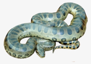 Png Anaconda No Background - Anaconda Png