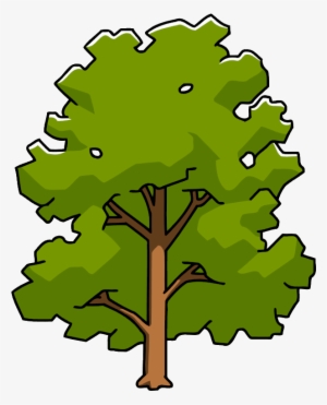 Sycamore Png - Oak