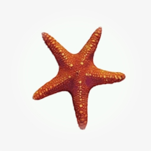 Estrella De Mar - Starfish