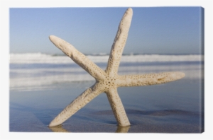 Starfish