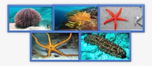 Este Phylum Está Conformado Por Cinco Clases - Portable Network Graphics